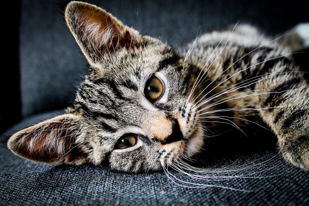 Graue Katze mit süßen Augen schaut zufrieden in die Kamera