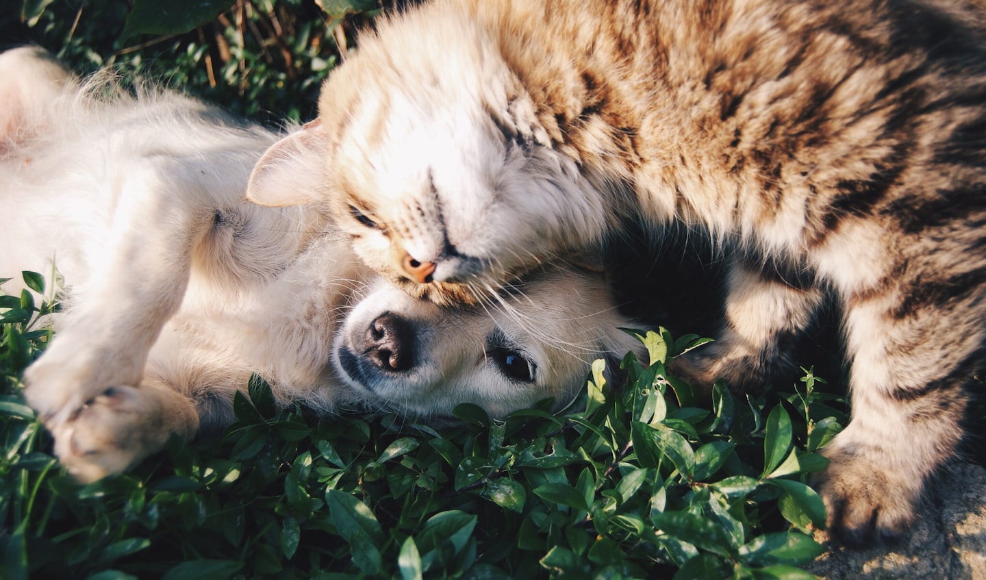 Eine braune Katze und ein weißer Hund liegen kuschelnd auf der Wiese