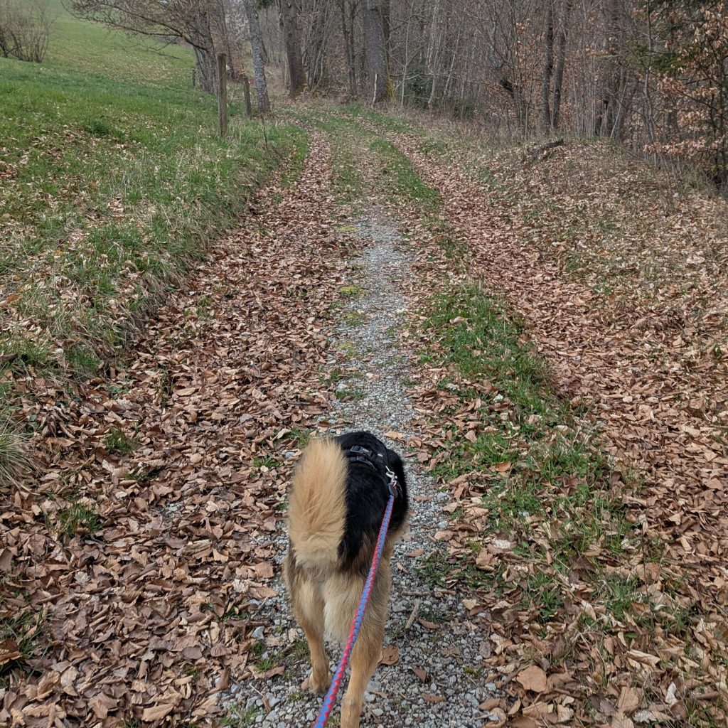 Tierschutz in Form von einem Spaziergang mit einem Tierheimhund. 